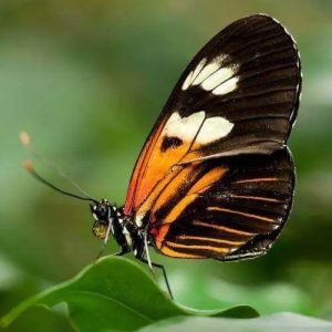 Schmetterling Denoise Beispiel Nachher